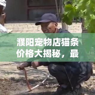 濮阳宠物店猫条价格大揭秘，最新价格表一网打尽