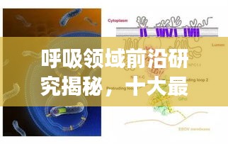 呼吸领域前沿研究揭秘，十大最新发现与突破进展