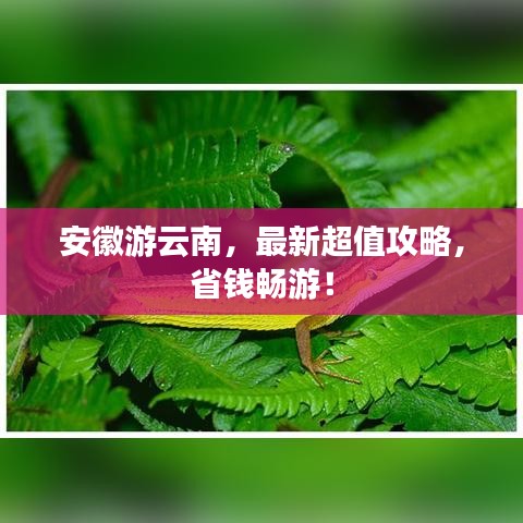 安徽游云南，最新超值攻略，省钱畅游！