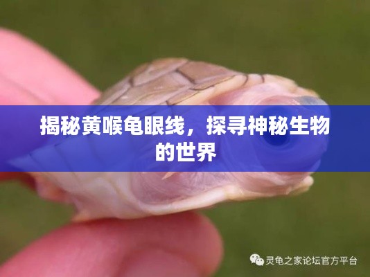 揭秘黄喉龟眼线，探寻神秘生物的世界