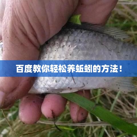 百度教你轻松养蚯蚓的方法！
