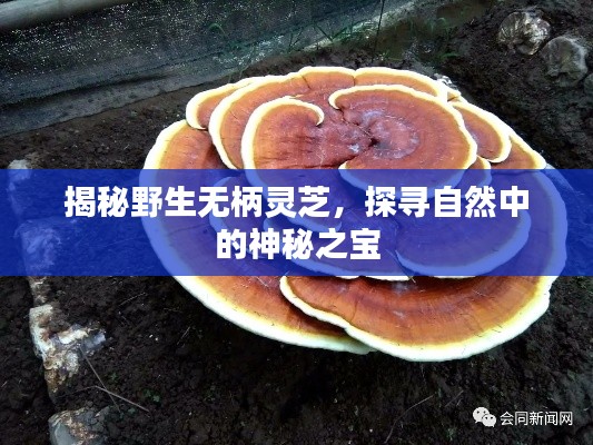 笼鸟槛猿