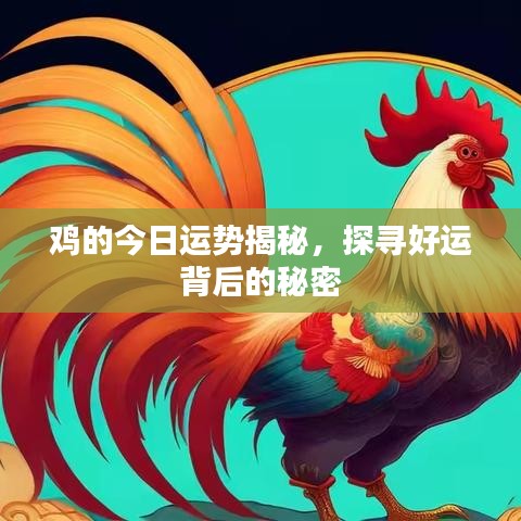 鸡的今日运势揭秘，探寻好运背后的秘密