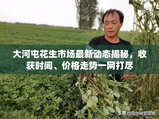 大河屯花生市场最新动态揭秘，收获时间、价格走势一网打尽
