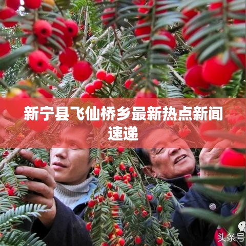 新宁县飞仙桥乡最新热点新闻速递