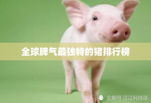 全球脾气最独特的猪排行榜