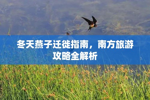 冬天燕子迁徙指南，南方旅游攻略全解析