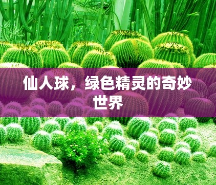 仙人球，绿色精灵的奇妙世界