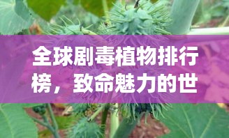 全球剧毒植物排行榜，致命魅力的世界毒草之王
