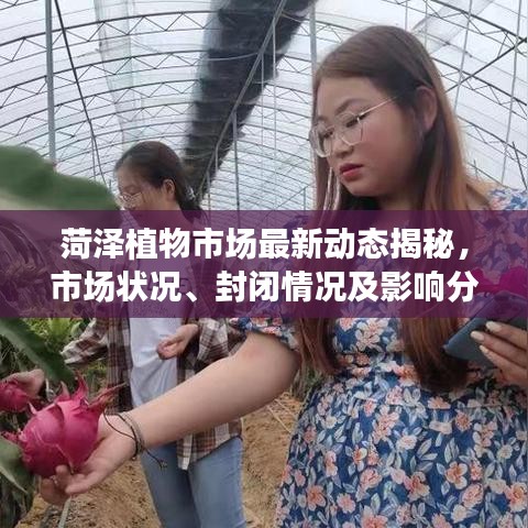 菏泽植物市场最新动态揭秘，市场状况、封闭情况及影响分析