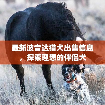 公司简介 第13页