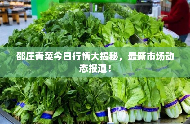 邵庄青菜今日行情大揭秘，最新市场动态报道！