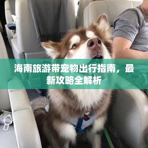海南旅游带宠物出行指南，最新攻略全解析