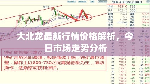 大北龙最新行情价格解析，今日市场走势分析