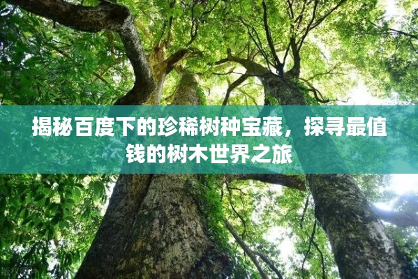 揭秘百度下的珍稀树种宝藏，探寻最值钱的树木世界之旅