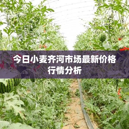 今日小麦齐河市场最新价格行情分析