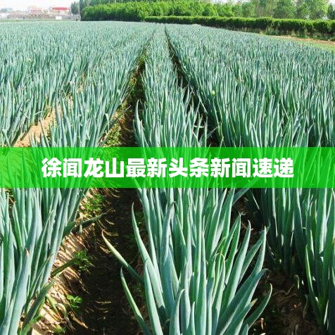 徐闻龙山最新头条新闻速递