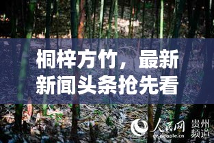 桐梓方竹，最新新闻头条抢先看！