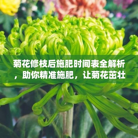 菊花修枝后施肥时间表全解析，助你精准施肥，让菊花茁壮成长！