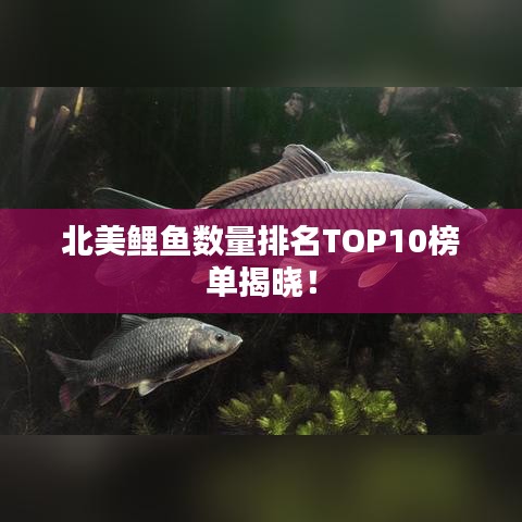 北美鲤鱼数量排名TOP10榜单揭晓！
