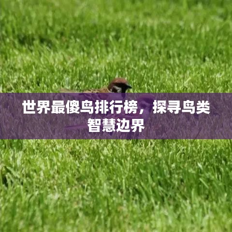 世界最傻鸟排行榜，探寻鸟类智慧边界
