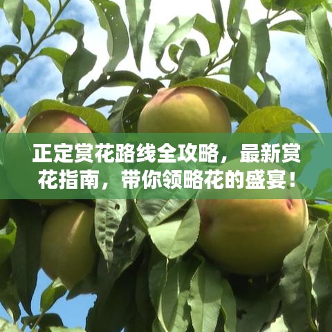 正定赏花路线全攻略，最新赏花指南，带你领略花的盛宴！