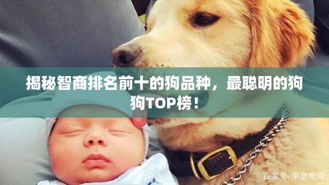 揭秘智商排名前十的狗品种，最聪明的狗狗TOP榜！