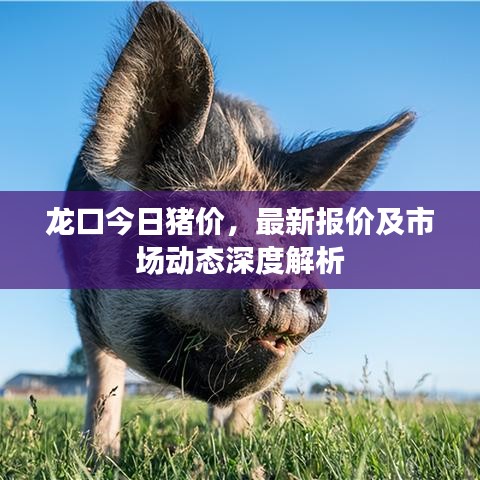 龙口今日猪价，最新报价及市场动态深度解析