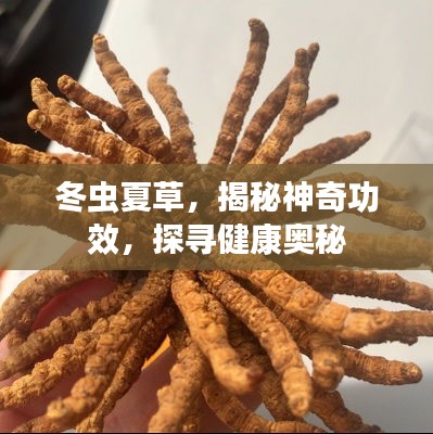 冬虫夏草，揭秘神奇功效，探寻健康奥秘