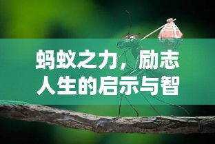 蚂蚁之力，励志人生的启示与智慧课程