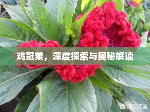 鸡冠莱，深度探索与奥秘解读