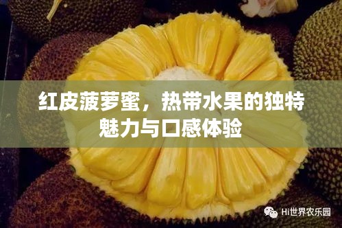红皮菠萝蜜，热带水果的独特魅力与口感体验