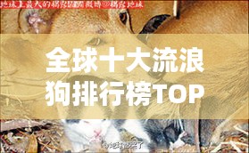 全球十大流浪狗排行榜TOP10