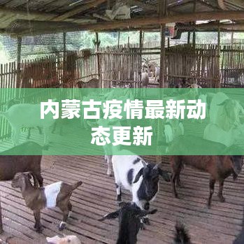 内蒙古疫情最新动态更新