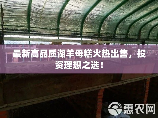 最新高品质湖羊母糕火热出售，投资理想之选！