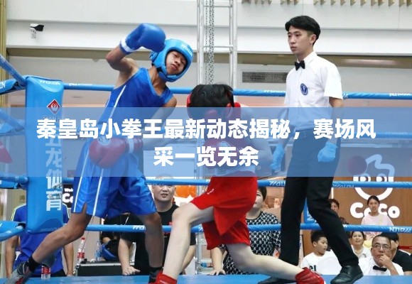 秦皇岛小拳王最新动态揭秘，赛场风采一览无余
